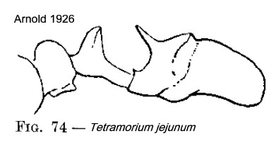 {Tetramorium jejunum}