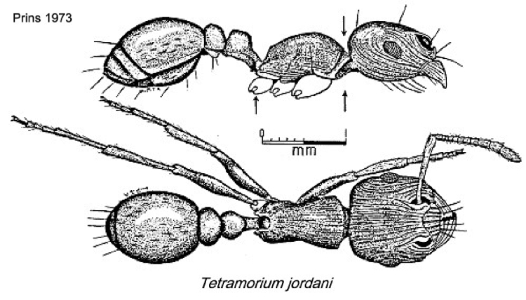 {Tetramorium jordani}