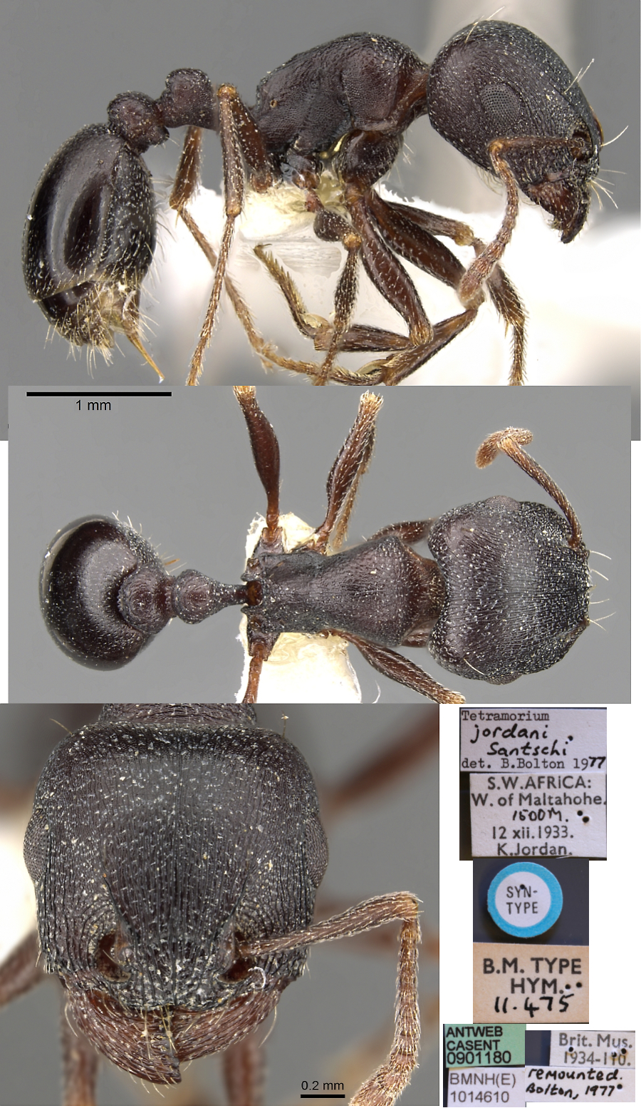 {Tetramorium jordani}