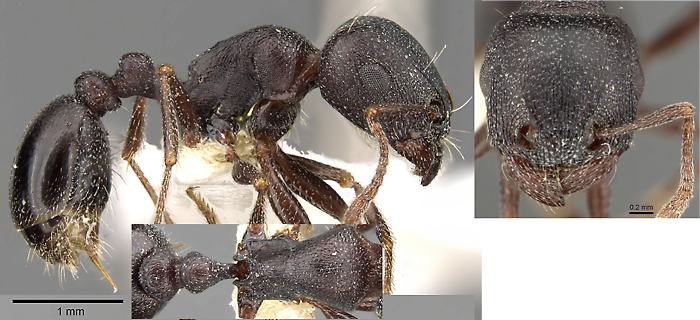 Tetramorium jordani