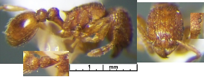 {Tetramorium jugatum}