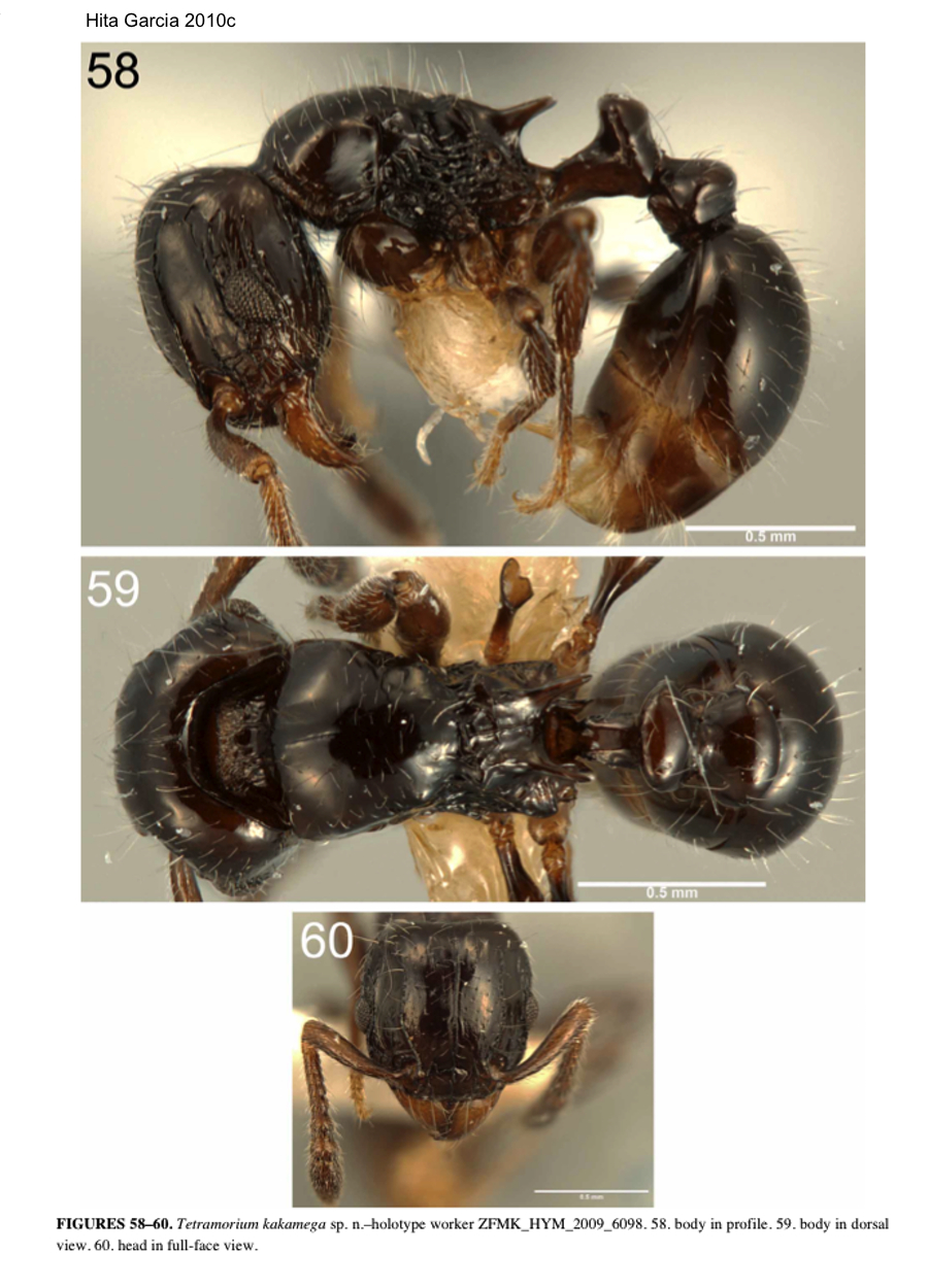 {Tetramorium kakamega}