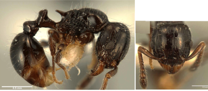 Tetramorium kakamega