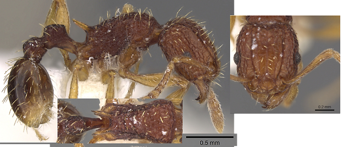 Tetramorium kestrum