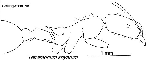 {Tetramorium khyarum}