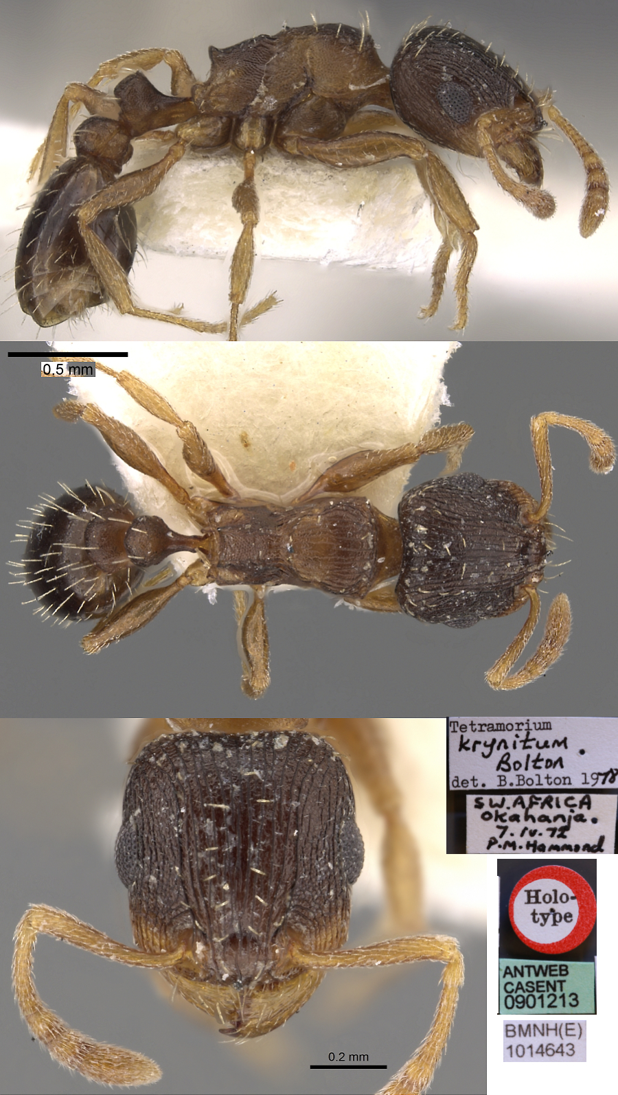 {Tetramorium krynitum}