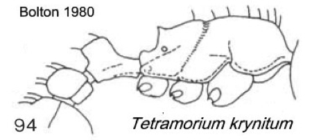 {Tetramorium krynitum}