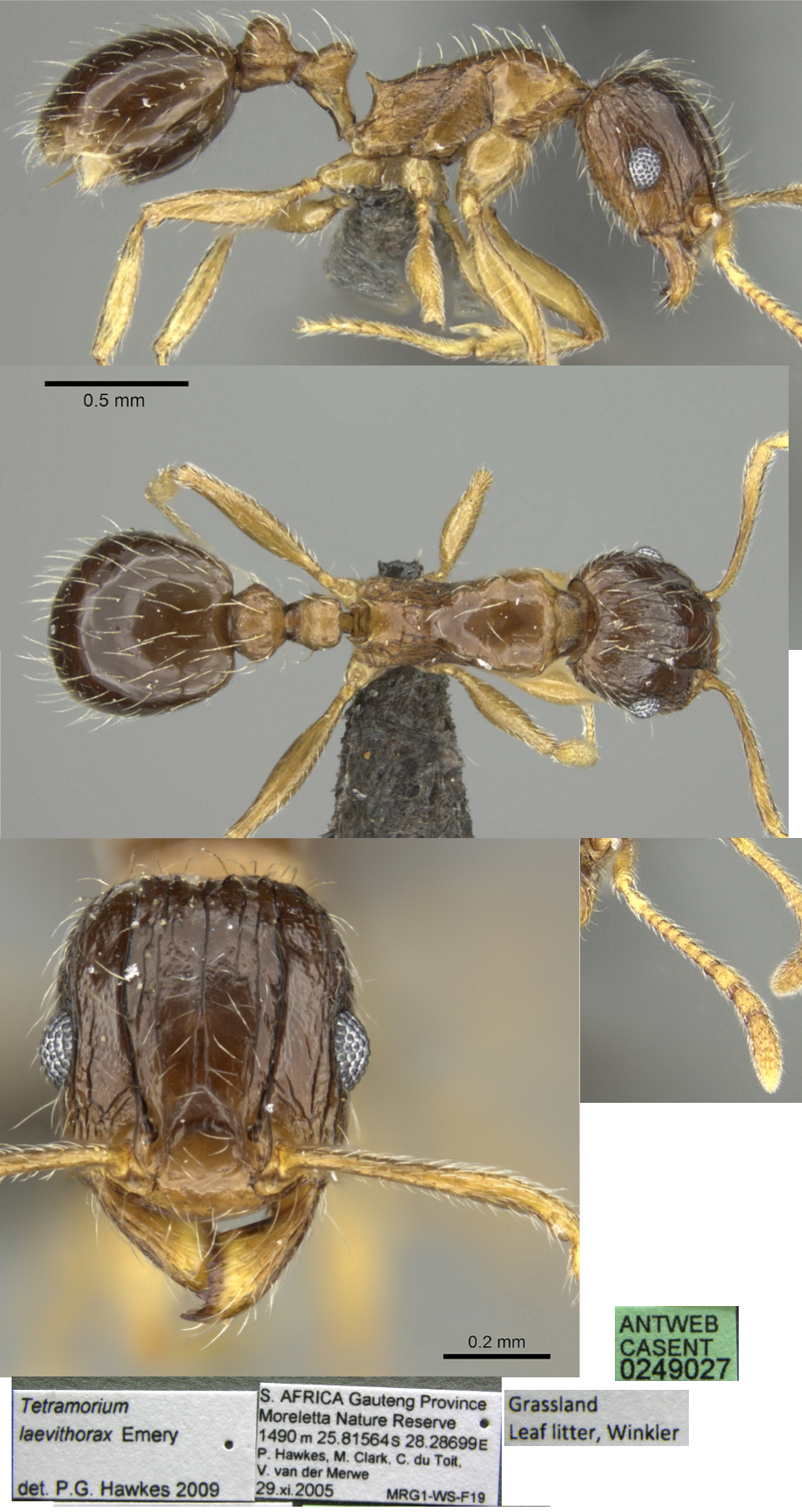 {Tetramorium laevithorax}