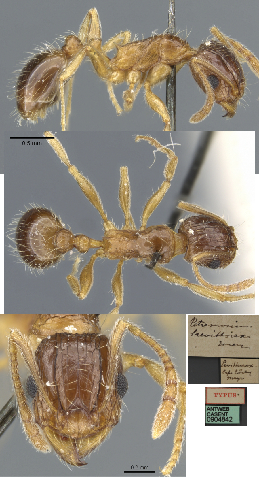 {Tetramorium laevithorax}