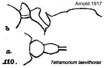 {Tetramorium laevithorax}