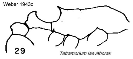 {Tetramorium laevithorax jeanae}