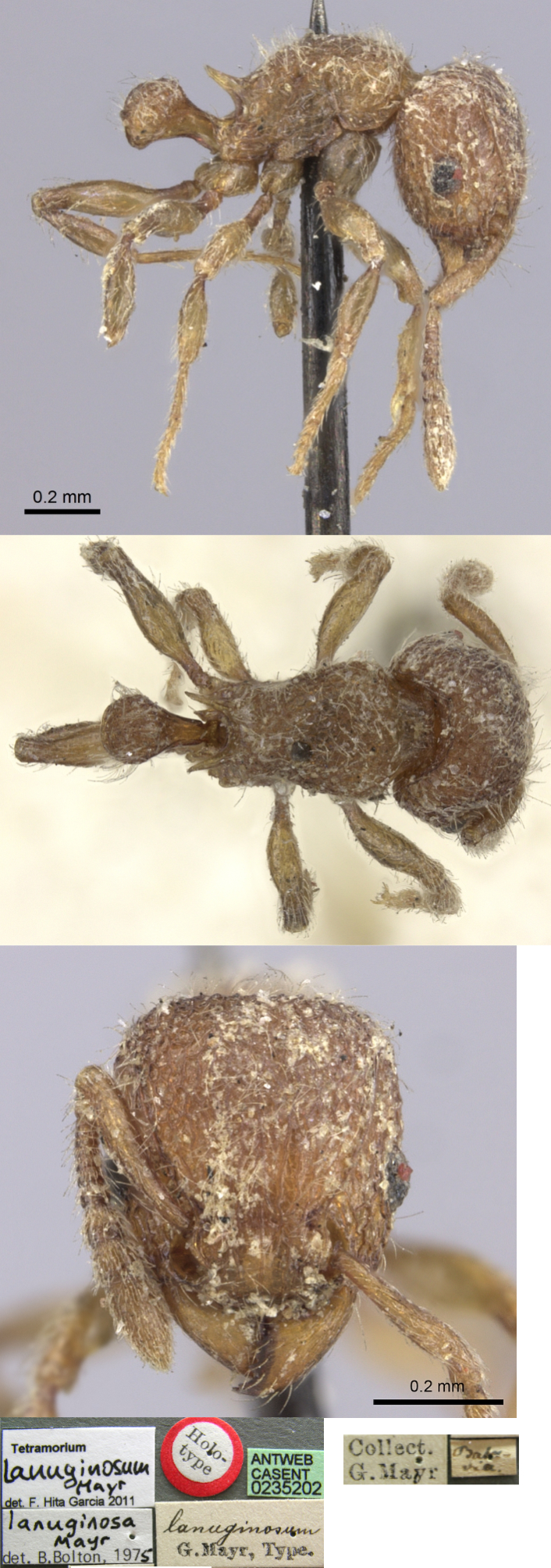 {Tetramorium lanuginosum}