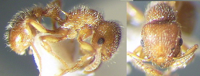 {Tetramorium reptana}