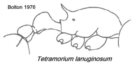 {Tetramorium lanuginosum}