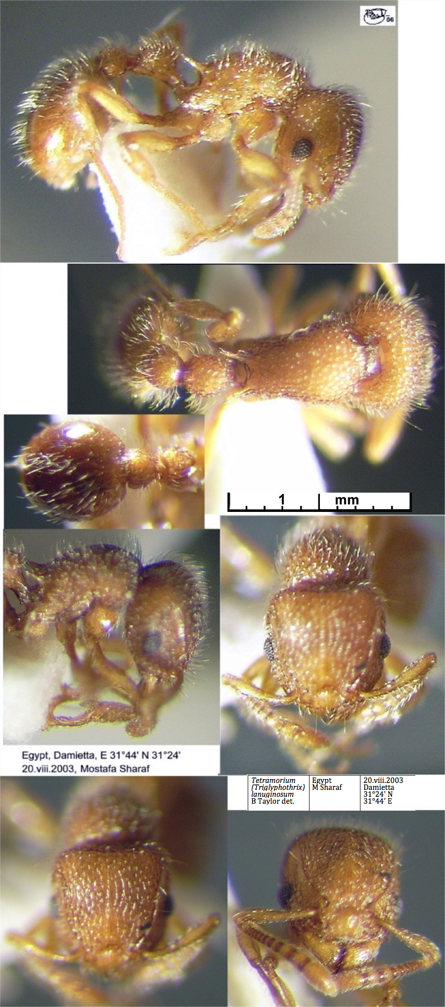 {Tetramorium lanuginosum}