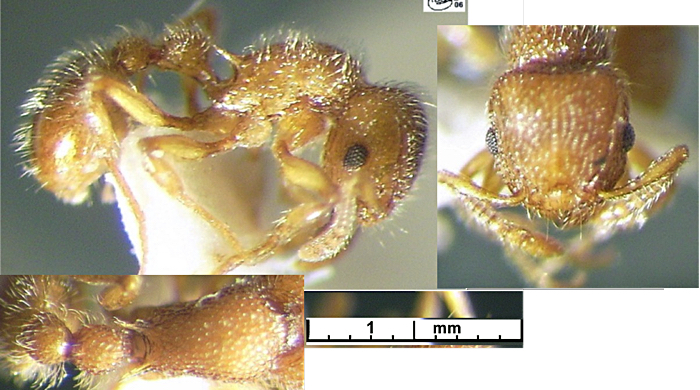 Tetramorium lanuginosum