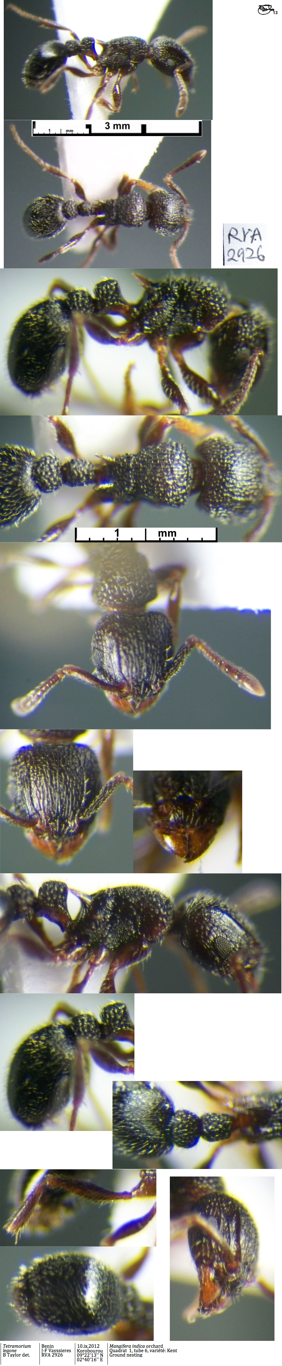 {Tetramorium legone}