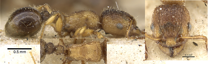 Tetramorium longoi