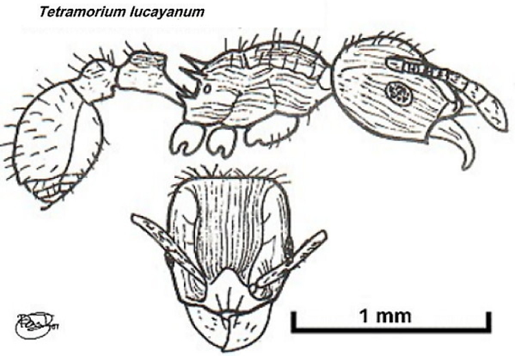 {Tetramorium lucayanum}