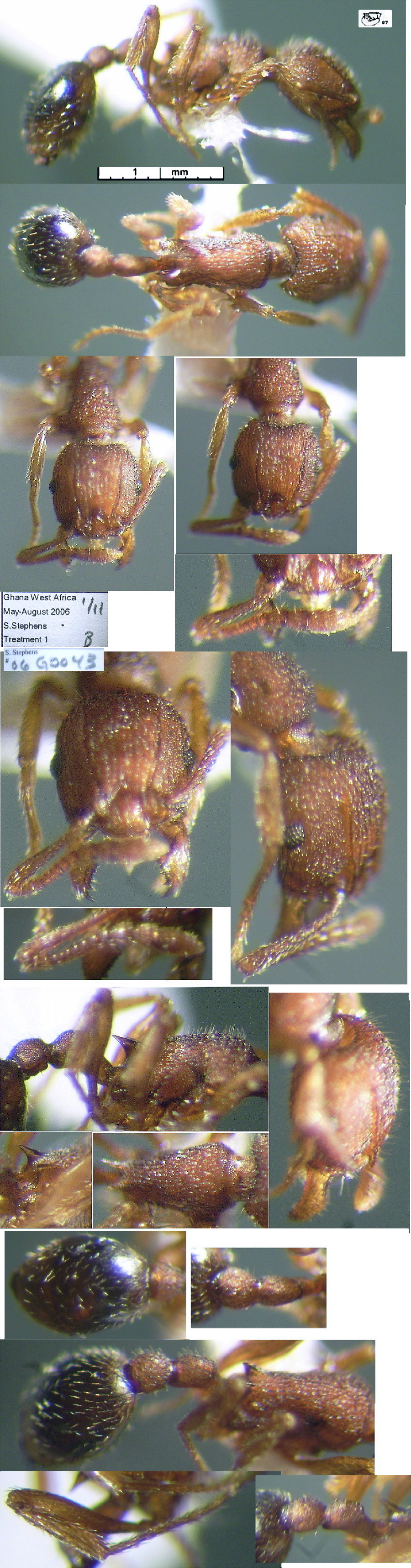 {Tetramorium lucayanum}