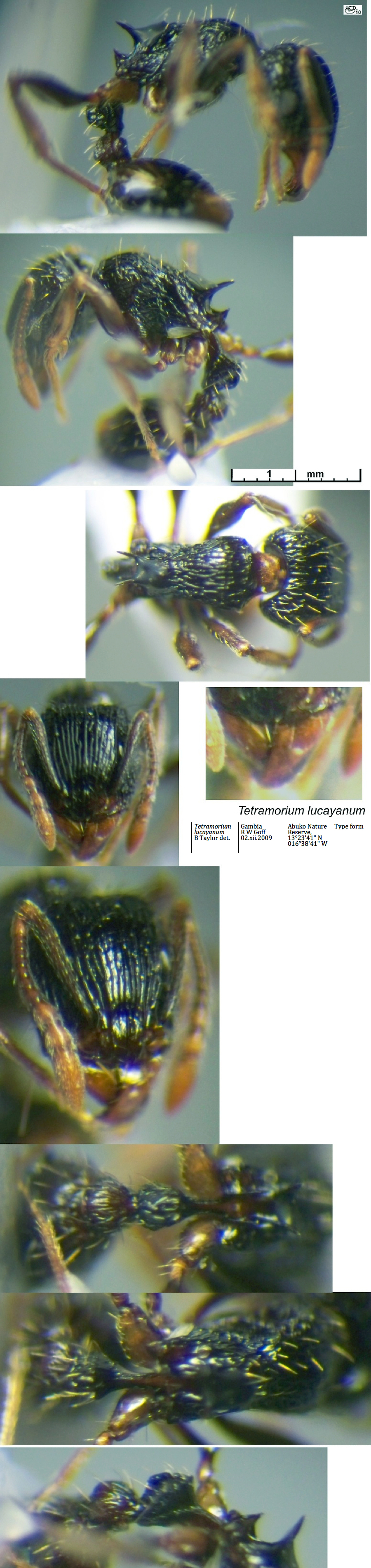 {Tetramorium lucayanum type form}