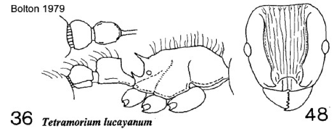 {Tetramorium lucayanum}