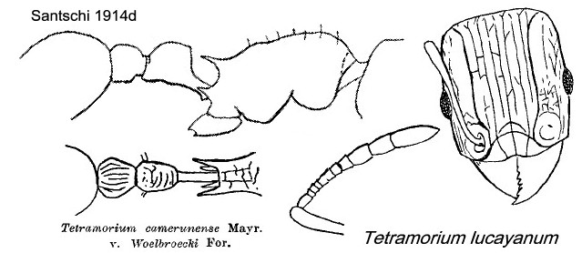 {Tetramorium camerunense waelbroeki}