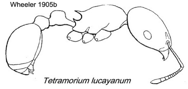 {Tetramorium lucayanum}