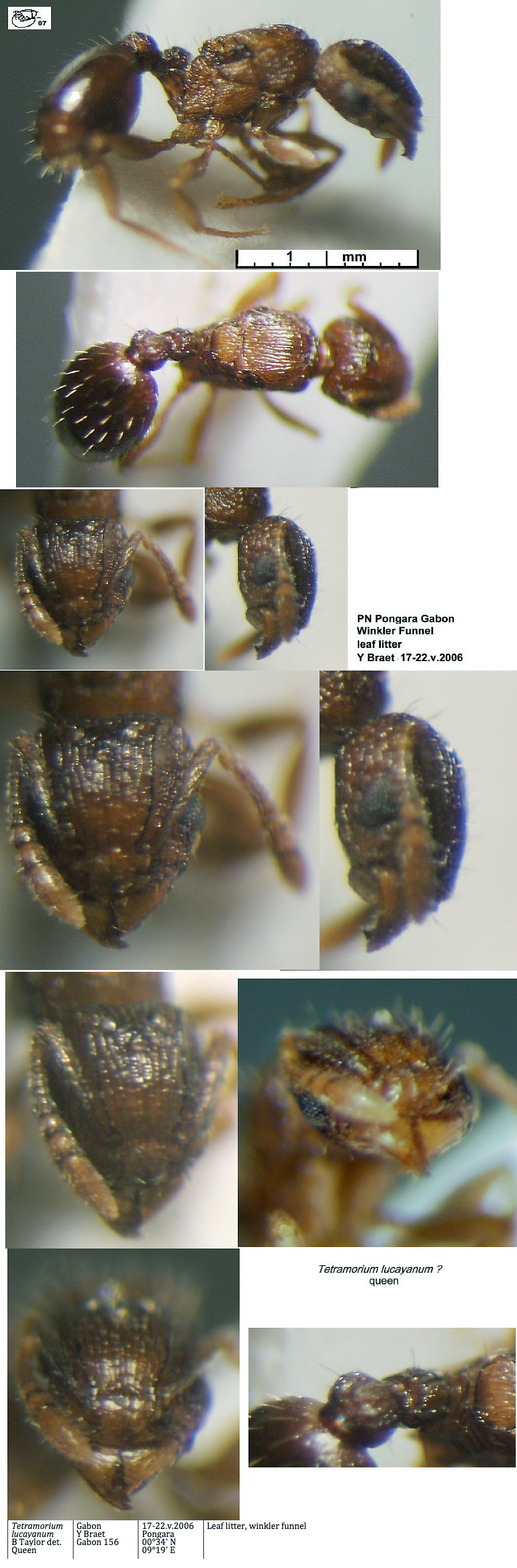 {Tetramorium lucayanum queen