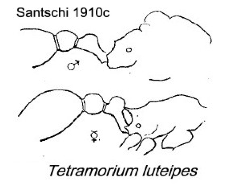 {Tetramorium luteipes}