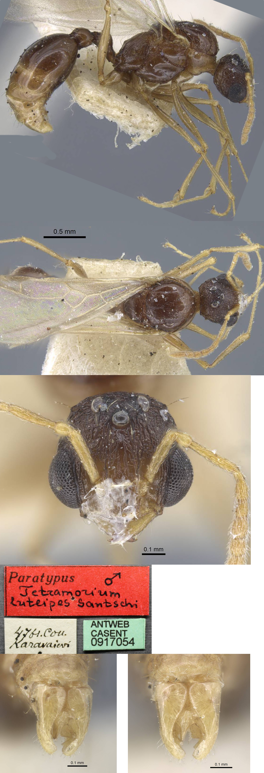 {Tetramorium luteipes male}