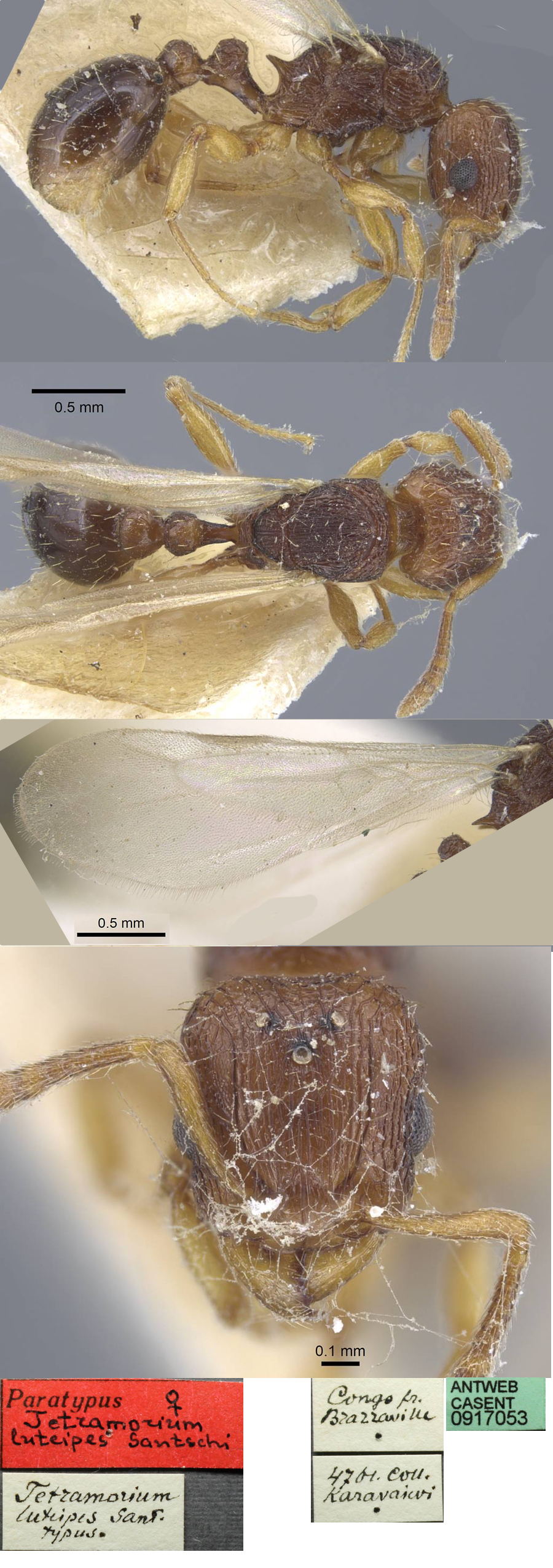 {Tetramorium luteipes queen}