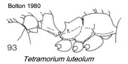 {Tetramorium luteolum}