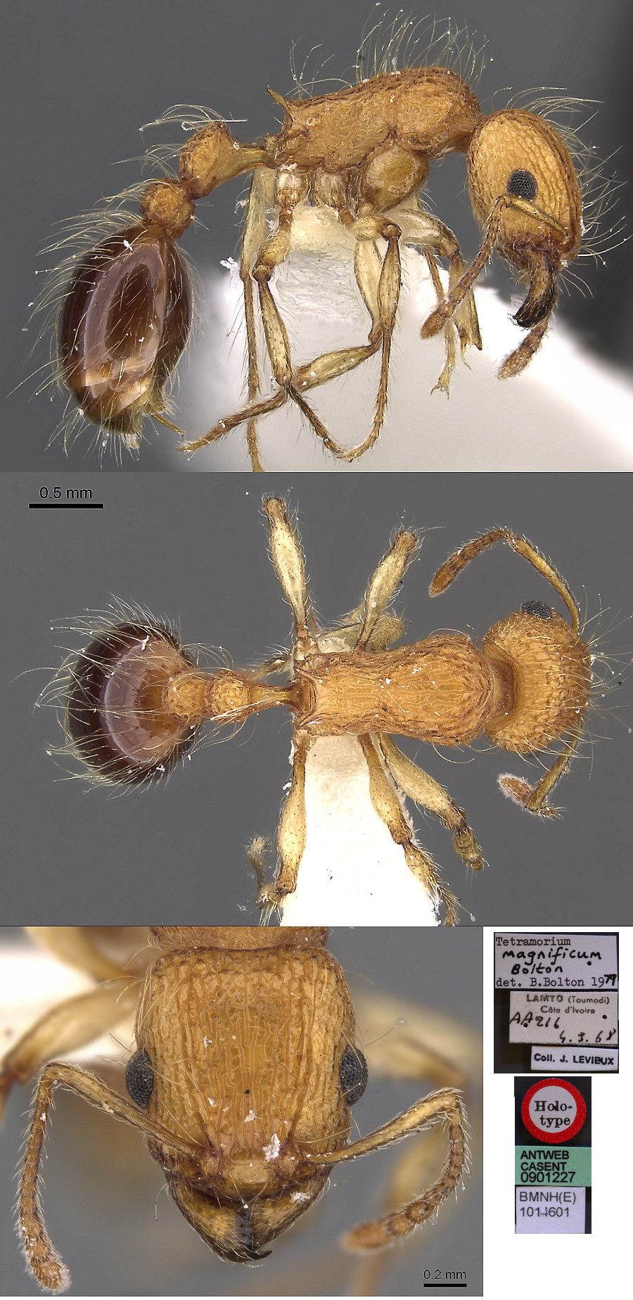 {Tetramorium magnificum}