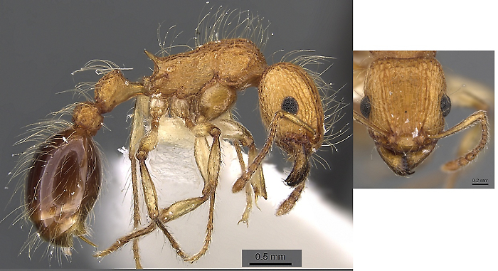 {Tetramorium magnificum}