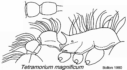 {Tetramorium magnificum}