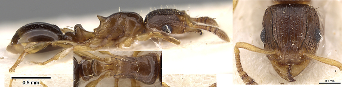 {Tetramorium matopoense}