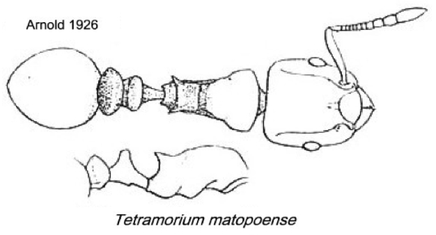 {Tetramorium matopoense}