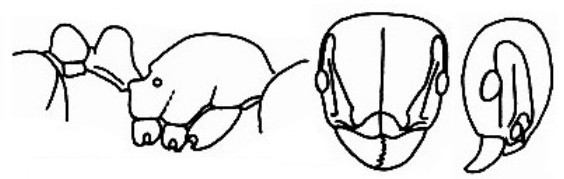 {Tetramorium menkaura}