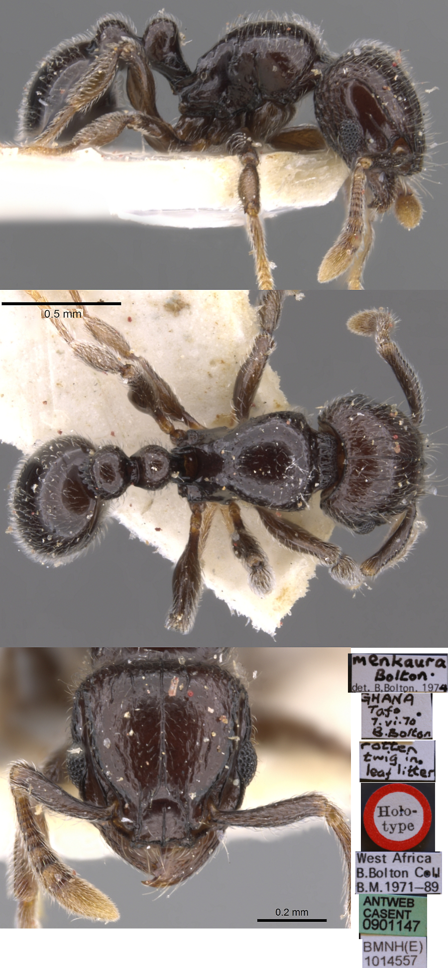 {Tetramorium menkaura}