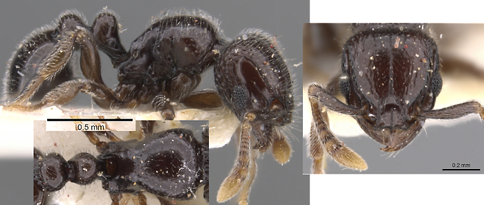 {Tetramorium menkaura}