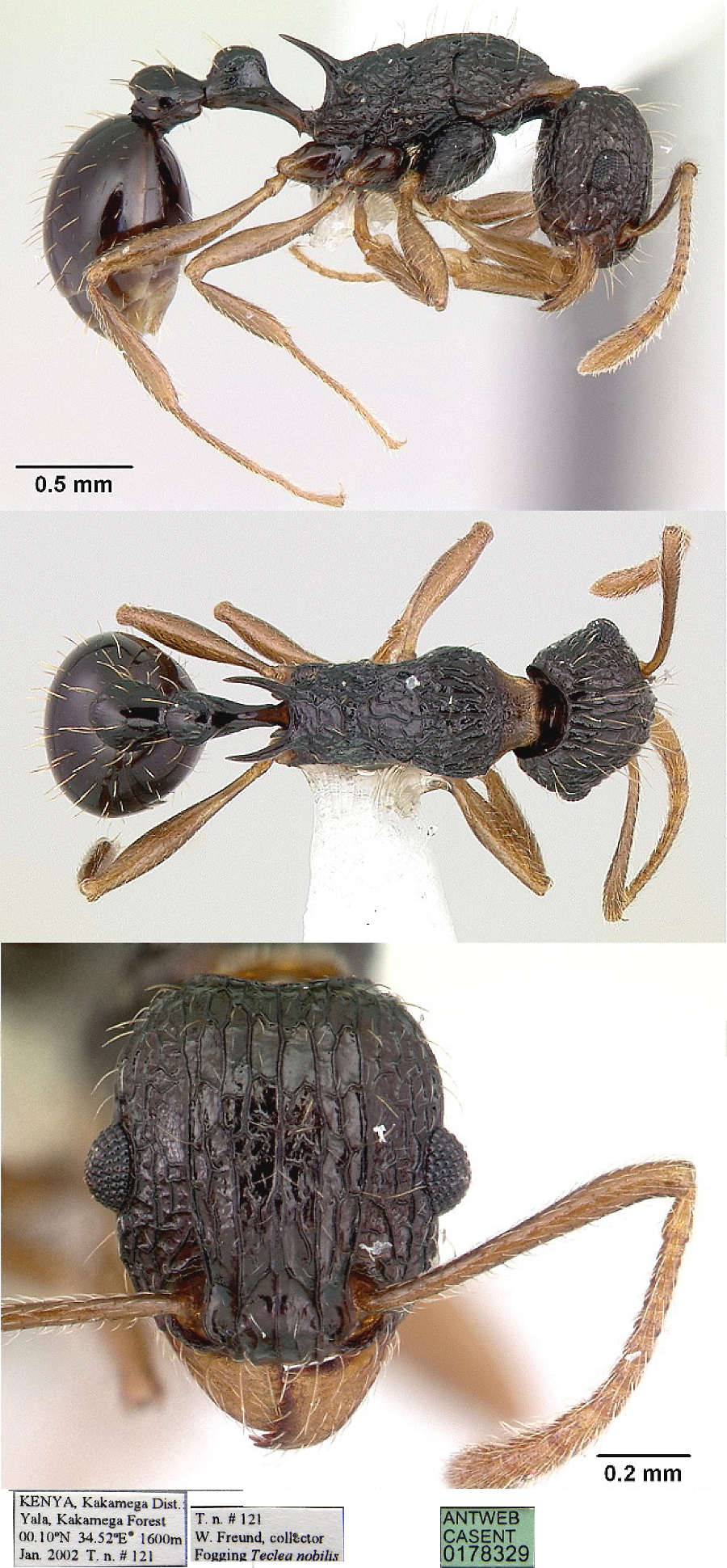 {Tetramorium metatactum}