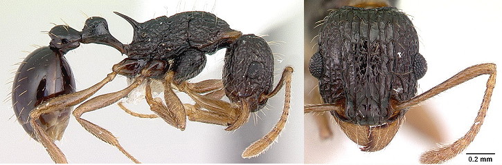 {Tetramorium metatactum}