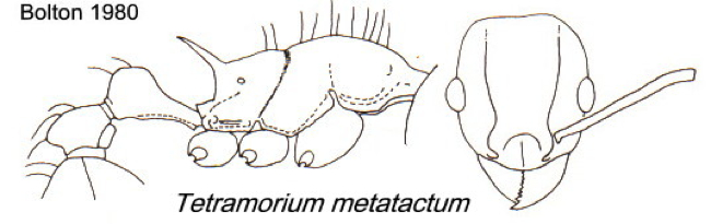 {Tetramorium metatactum}