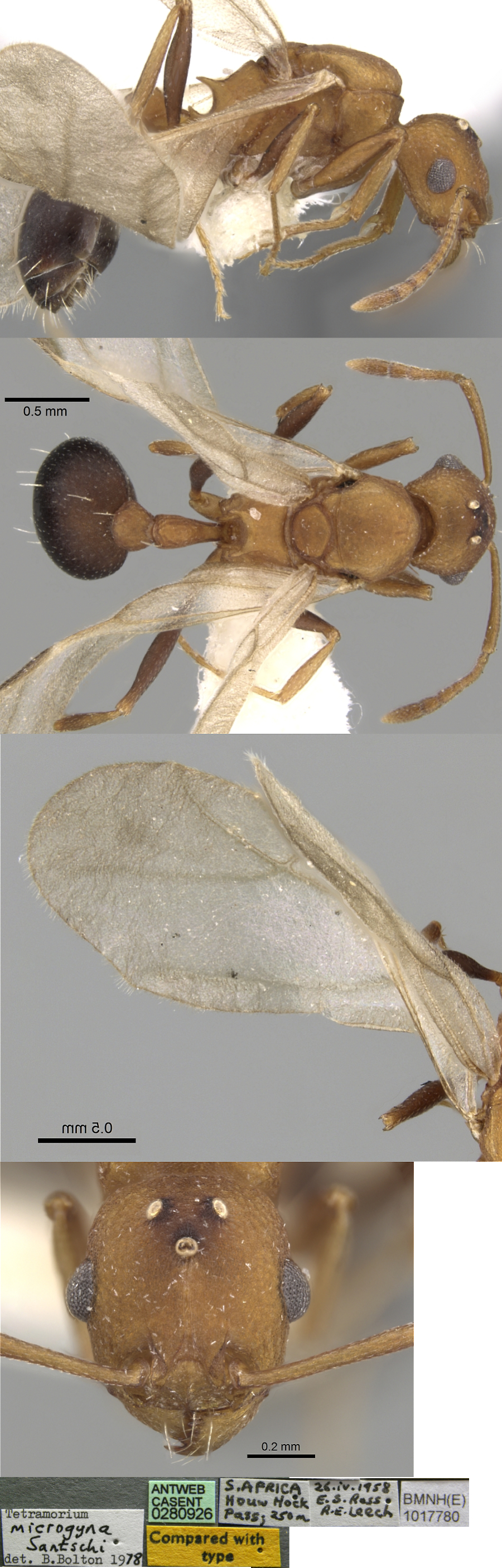 {Tetramorium microgyna}