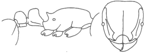 {Tetramorium microps}