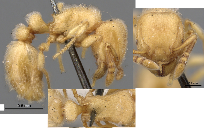 {Tetramorium microps}