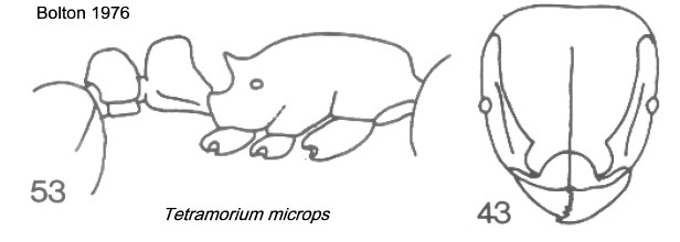 {Tetramorium microps}