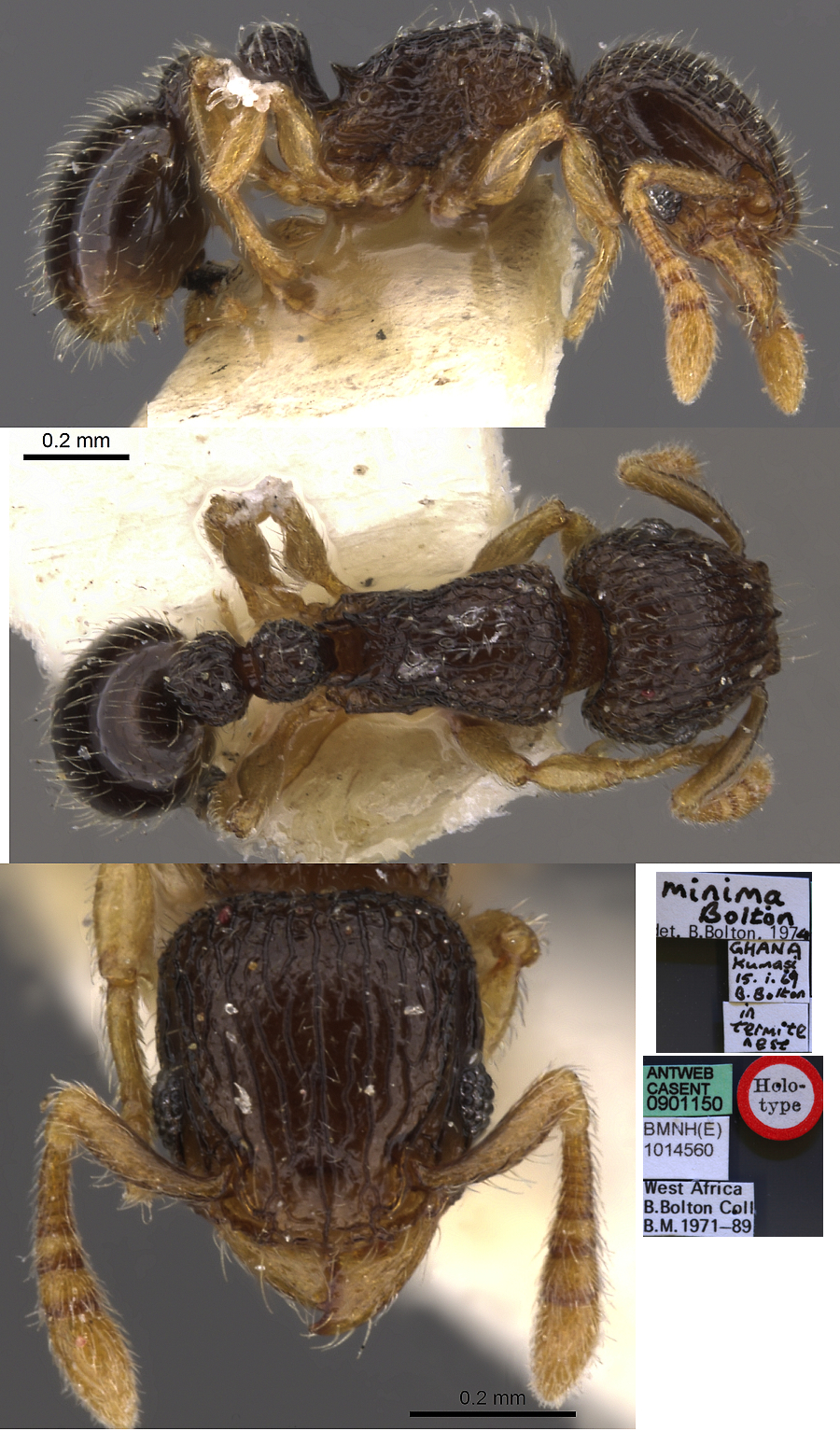 {Tetramorium minimum}