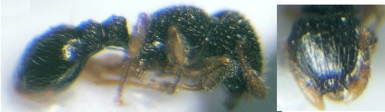 {Tetramorium minimum}